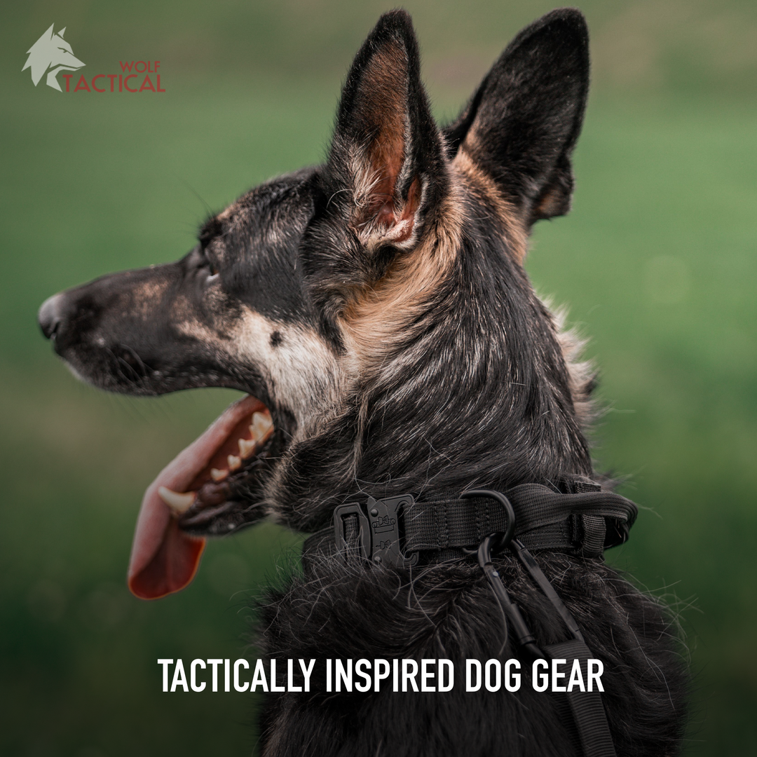 Arctic Wolf K9 Adventure Collar Pet Harness Wolf Dog Leash